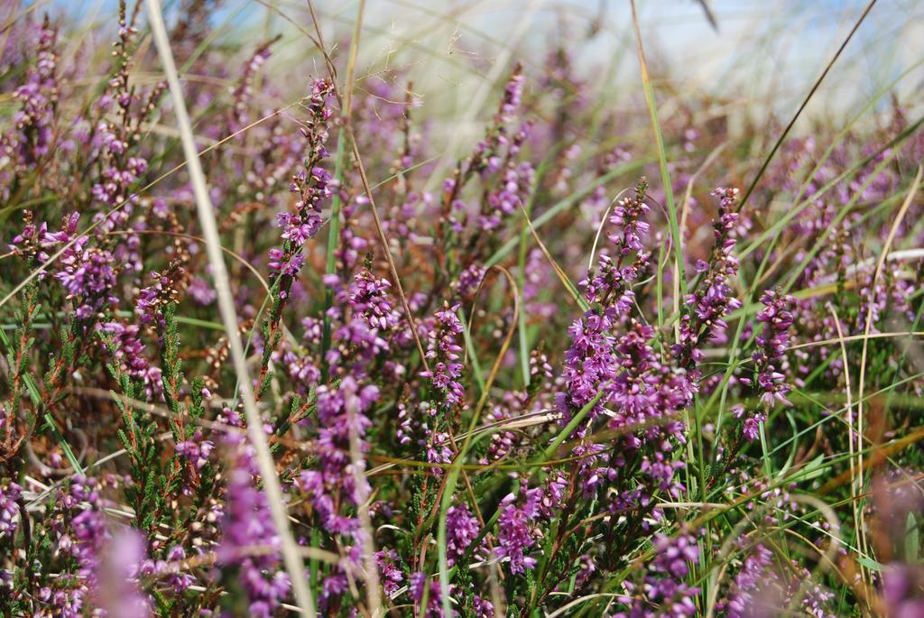 Doppelhaushaelfte In Vitte Auf Hiddensee ภายนอก รูปภาพ